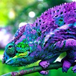 purple chameleon