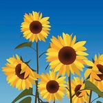 girasol