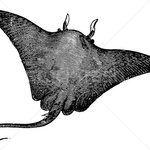 mantaray