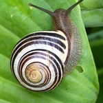 ghoulish snail