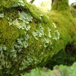 lichens