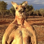 the kangaroo