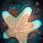 starfish999