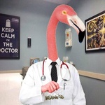 drflamingo