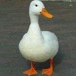 chuckyducky68