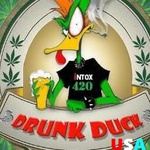 drunkduck